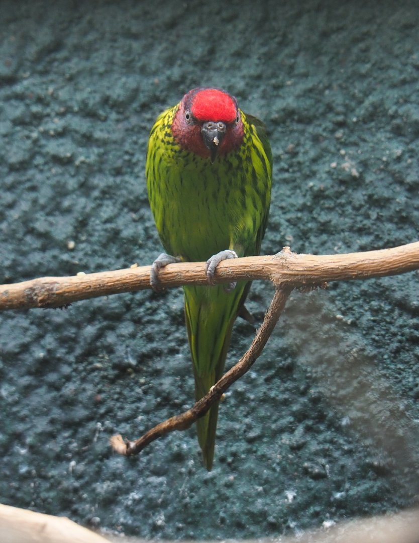 Goldie's lorikeet (Psitteuteles goldiei), 2021-07-17