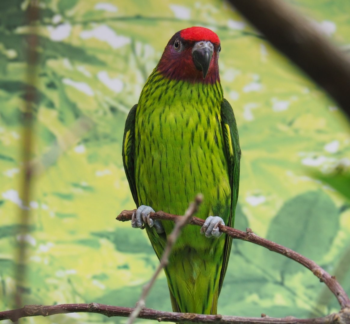 Goldie's lorikeet (Psitteuteles goldiei), Feb 27th, 2019