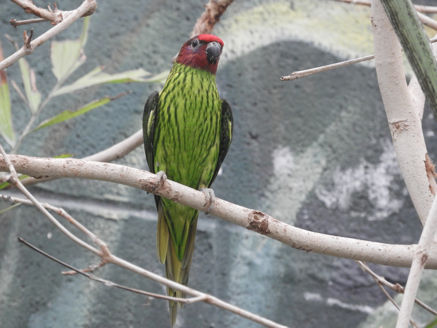 Goldie's Lorikeet (Psitteuteles goldiei)