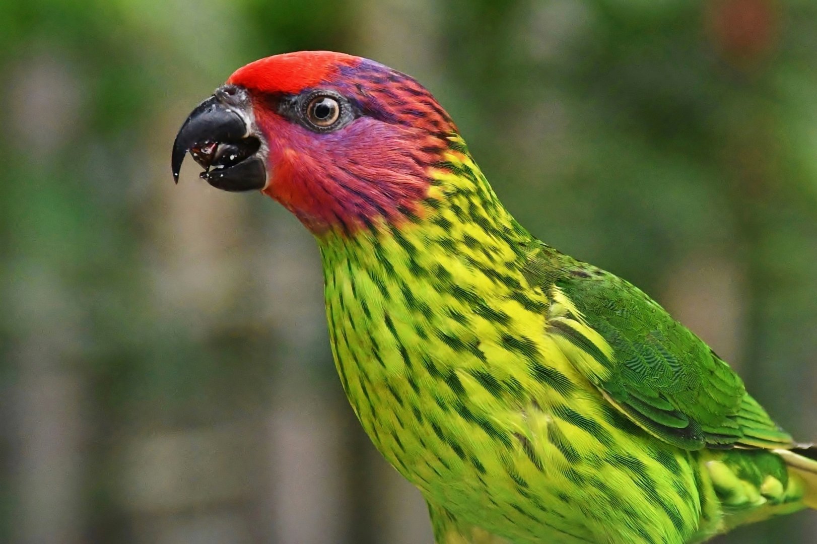 Goldie's Lorikeet (Psitteuteles goldiei)
