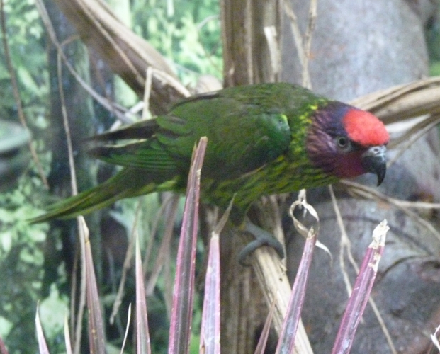 Goldie's lorikeet (Trichoglossus goldiei)
