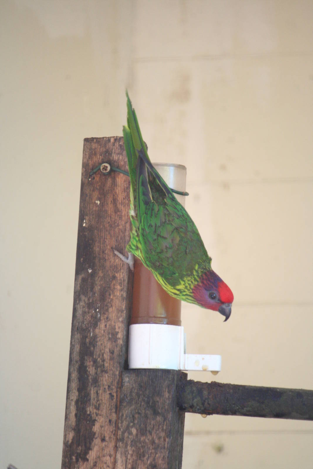 Goldie's lorikeet
