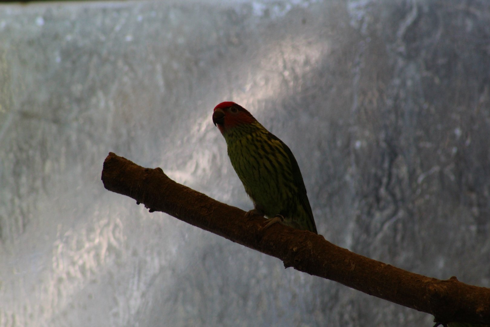 Goldie's Lorikeet