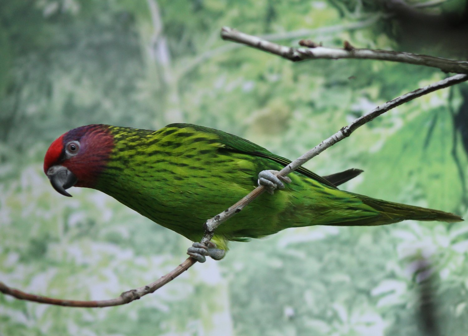 Goldie's lorikeet
