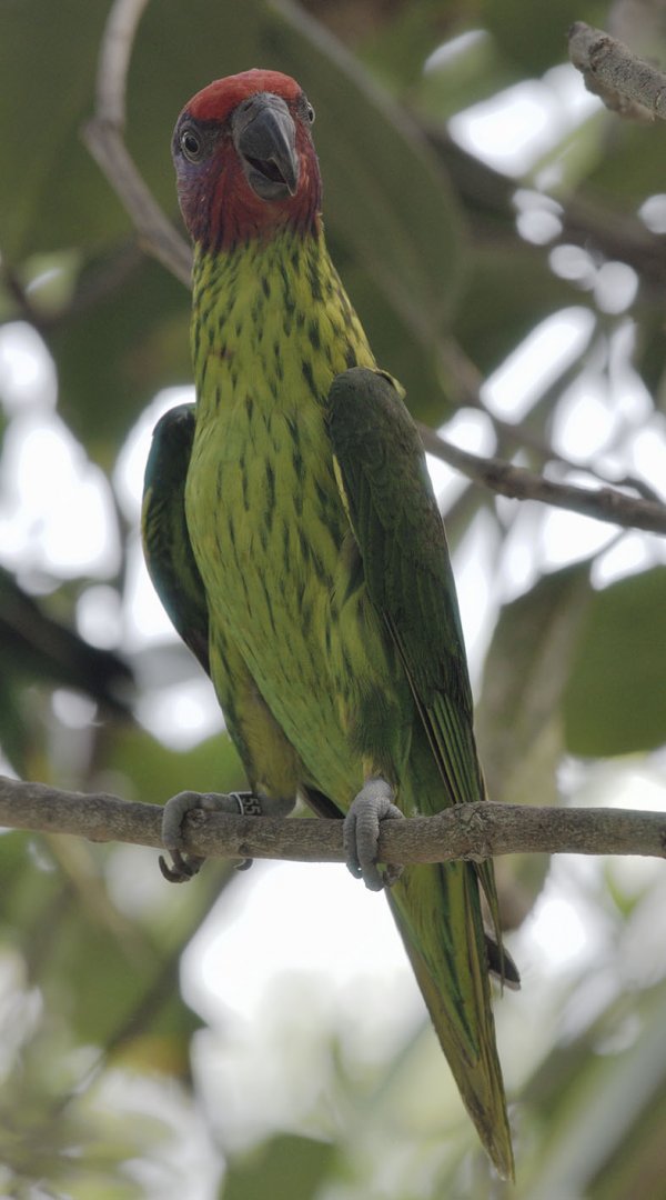Goldie's lorikeet