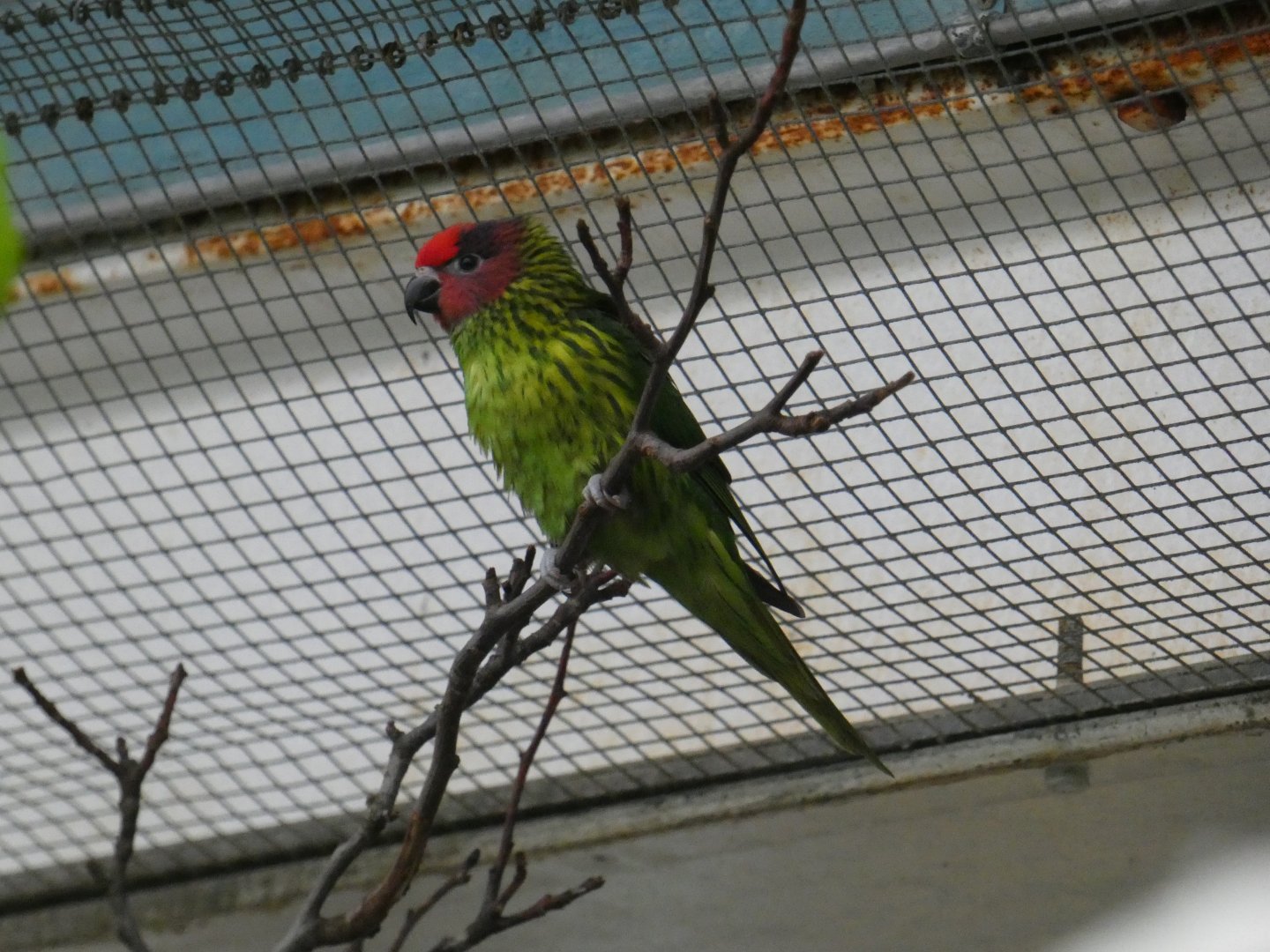 Goldie's lorikeet