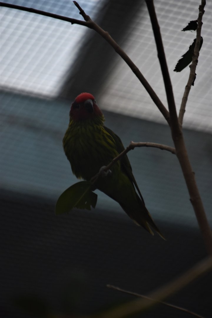 Goldie's lorikeet