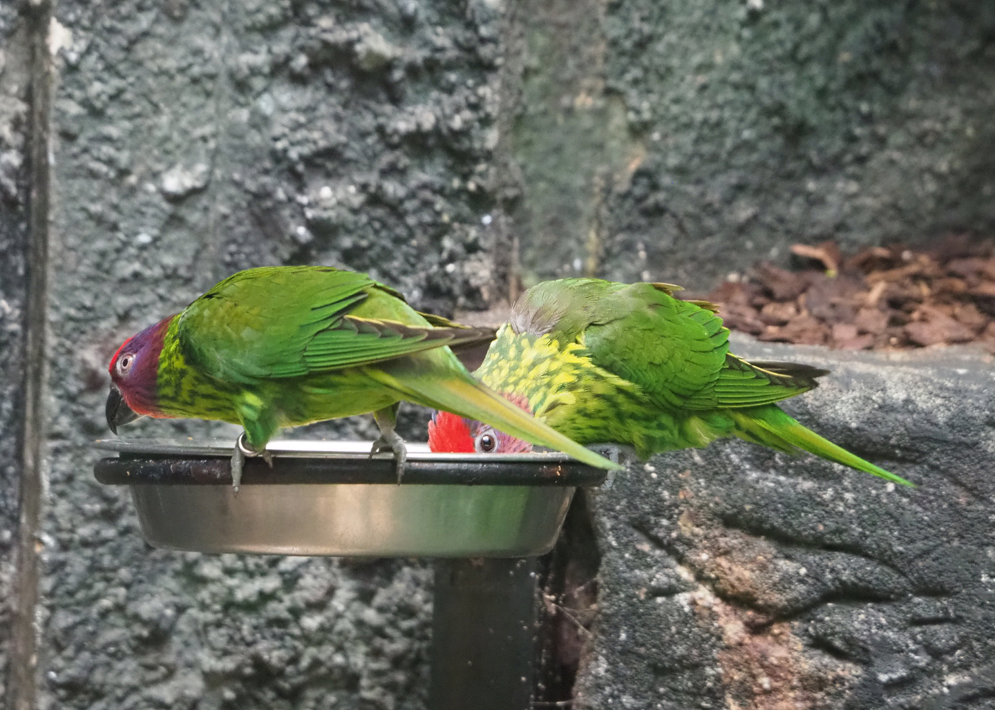 Goldie's lorikeets (Glossoptilus goldiei), 2022-05-26