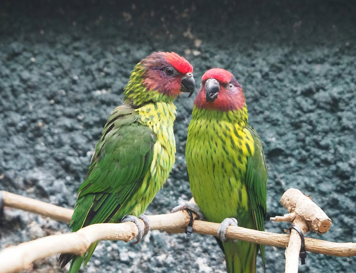 Goldie's lorikeets (Glossoptilus goldiei), 2022-08-16