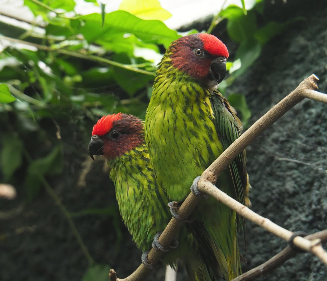 Goldie's lorikeets (Psitteuteles goldiei), 2020-09-20