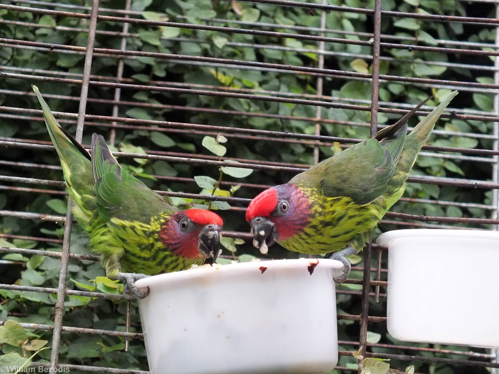 Goldie's Lorikeets