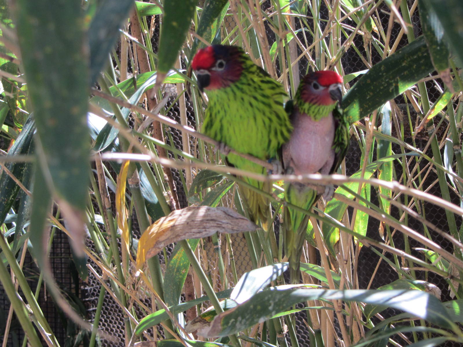 Goldie's Lorikeets