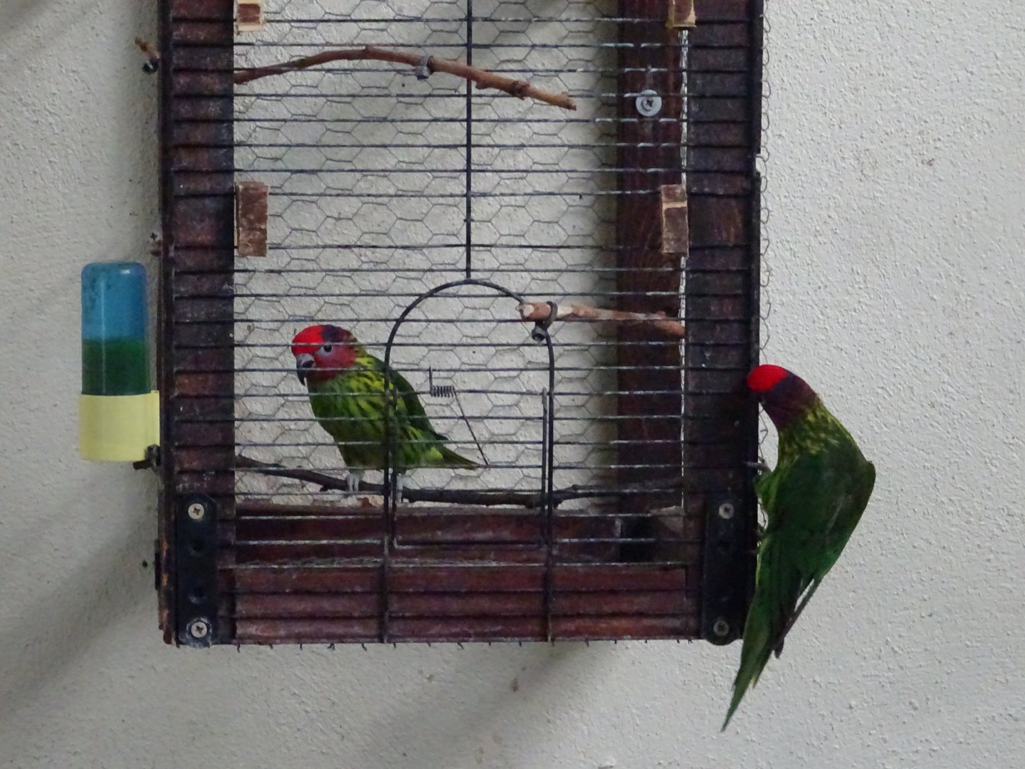 Goldie's lorikeets