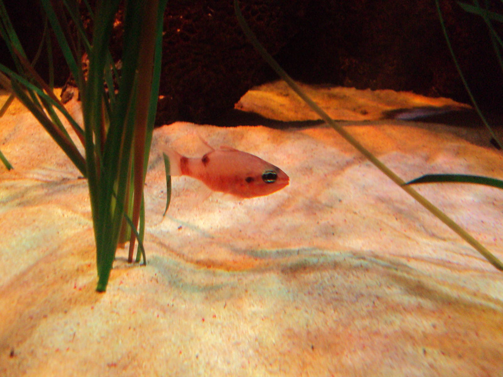 Goldline Cardinalfish (Apogon cyanosoma)