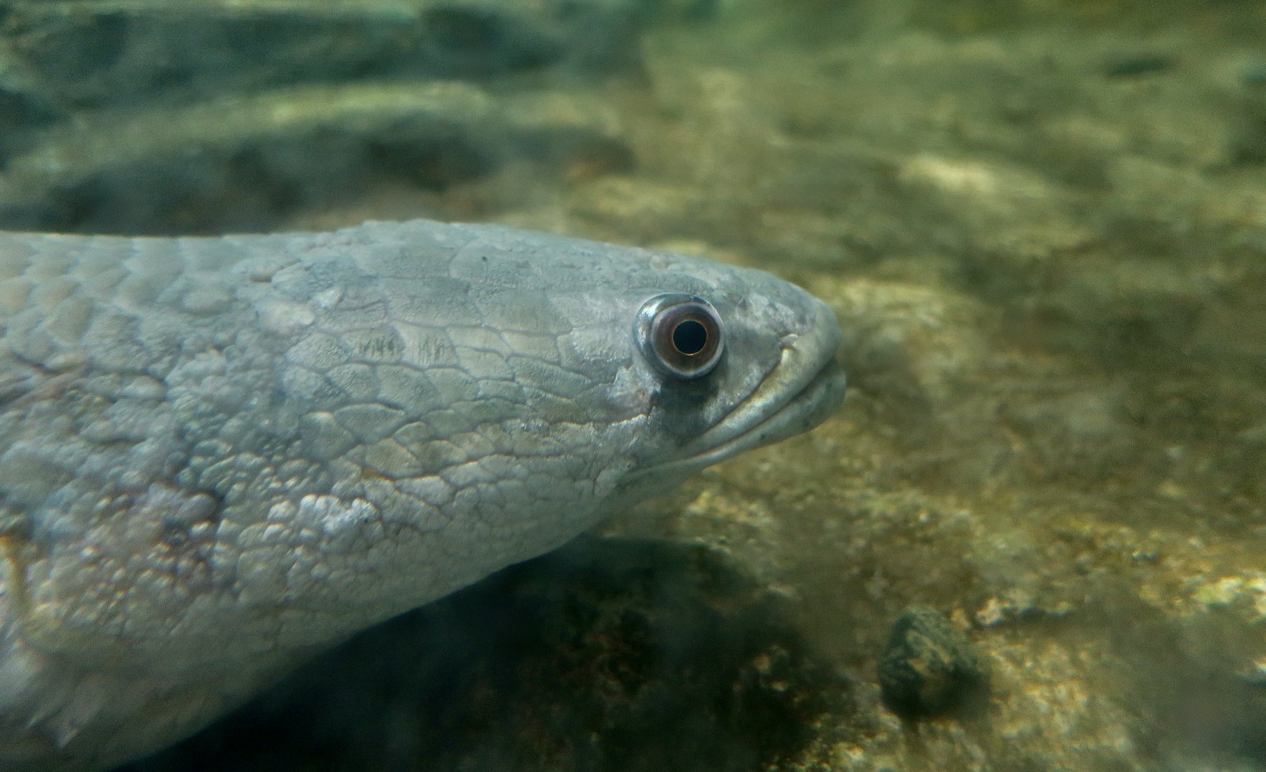 Goldline Snakehead (Channa aurolineata)