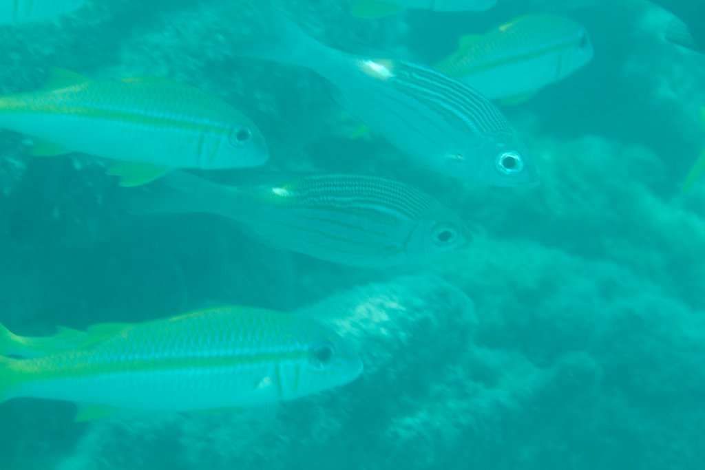 Goldlined Emperors (Gnathodentx aurolineatus)