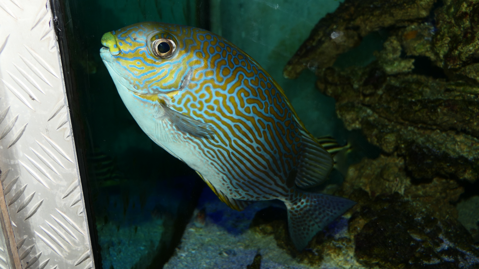 Goldlined Rabbitfish (Siganus lineatus) - Cicerello's Aquarium, Fremantle