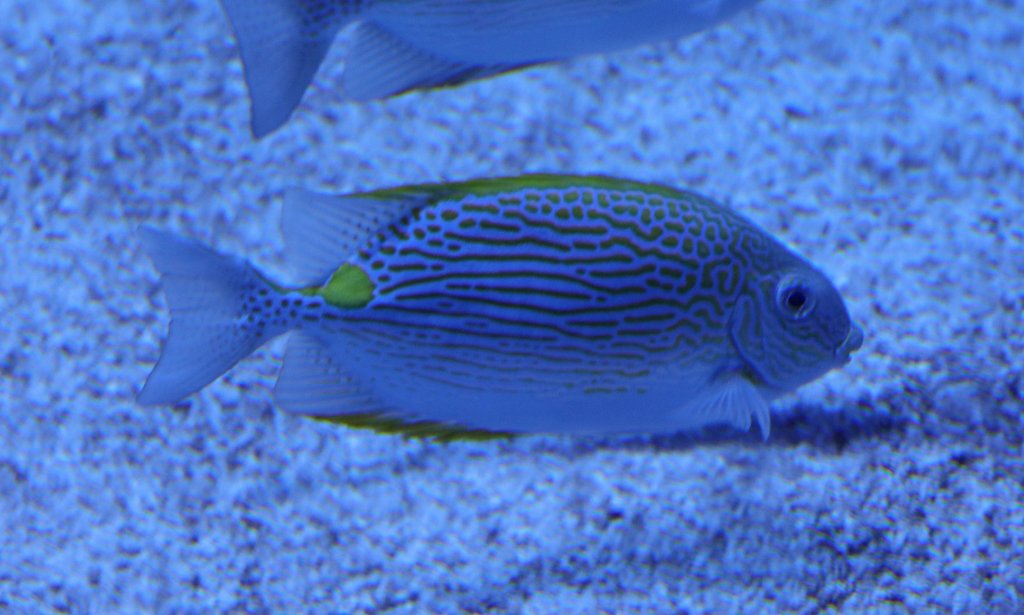 Goldlined Rabbitfish