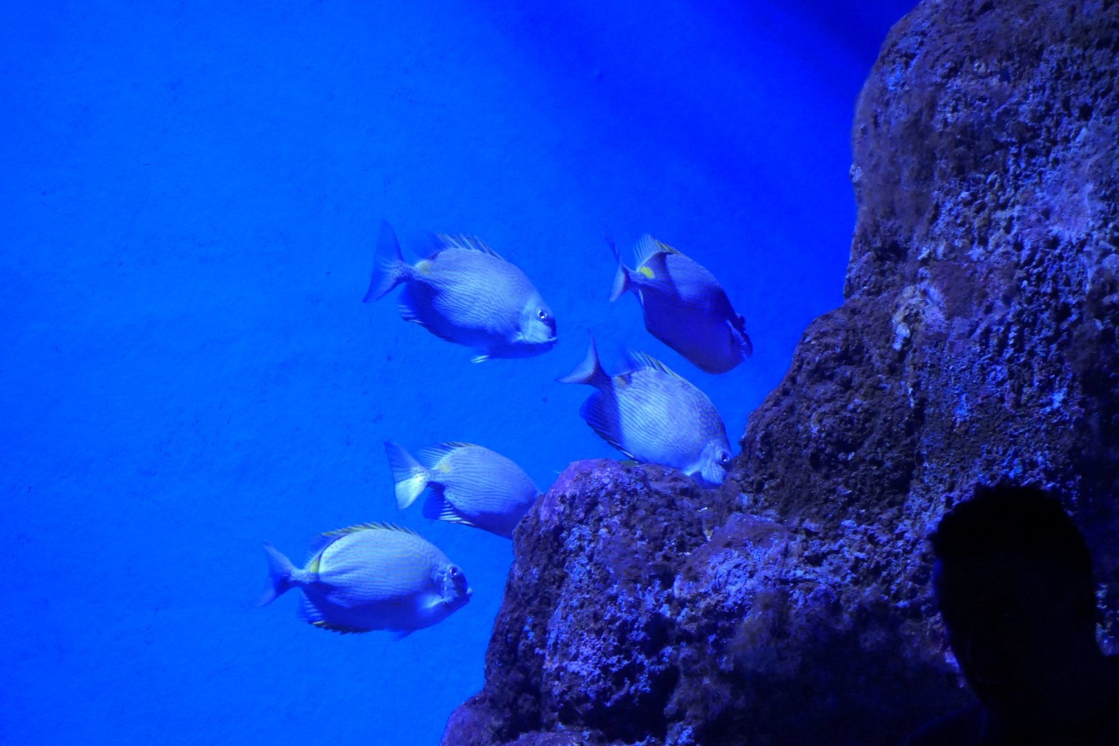 Goldlined Rabbitfish