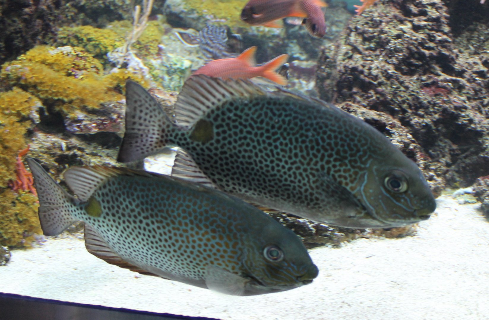 Goldlined spinefood - Siganus guttatus