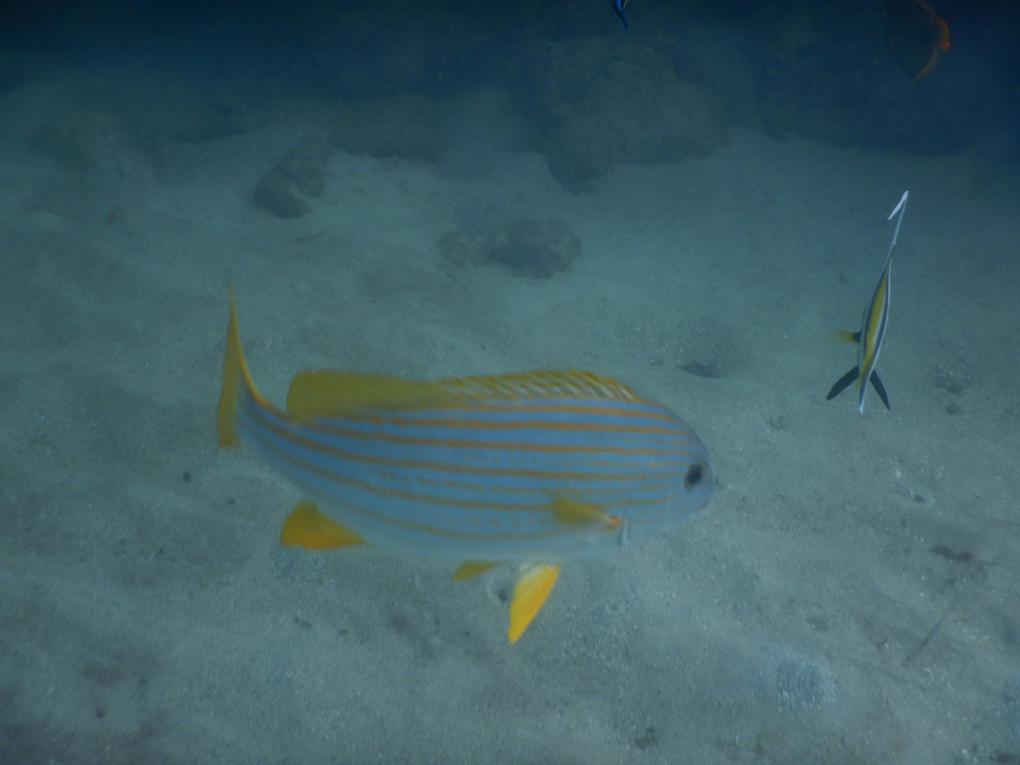 Goldlined Sweetlips (Plectorhinchus chrysotaenia)