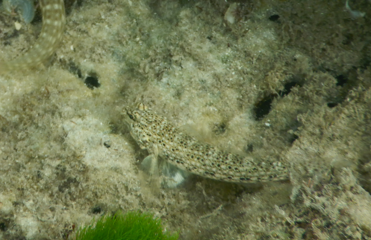 Goldmann's Sandgoby (Istigobius goldmanni)