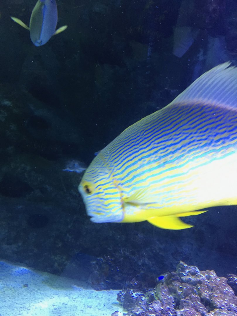 Goldmans Sweetlips (?)