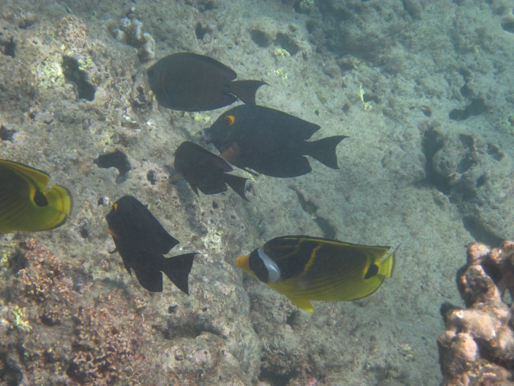 Goldring Bristletooth and Raccoon Butterflyfish