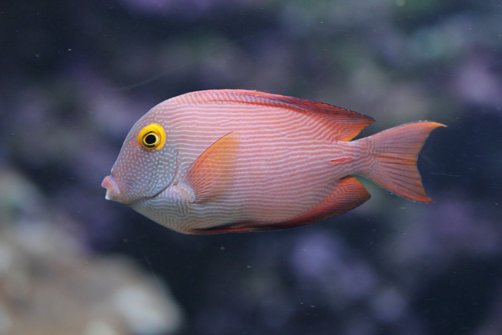 Goldring bristletooth (Ctenochaetus strigosus)
