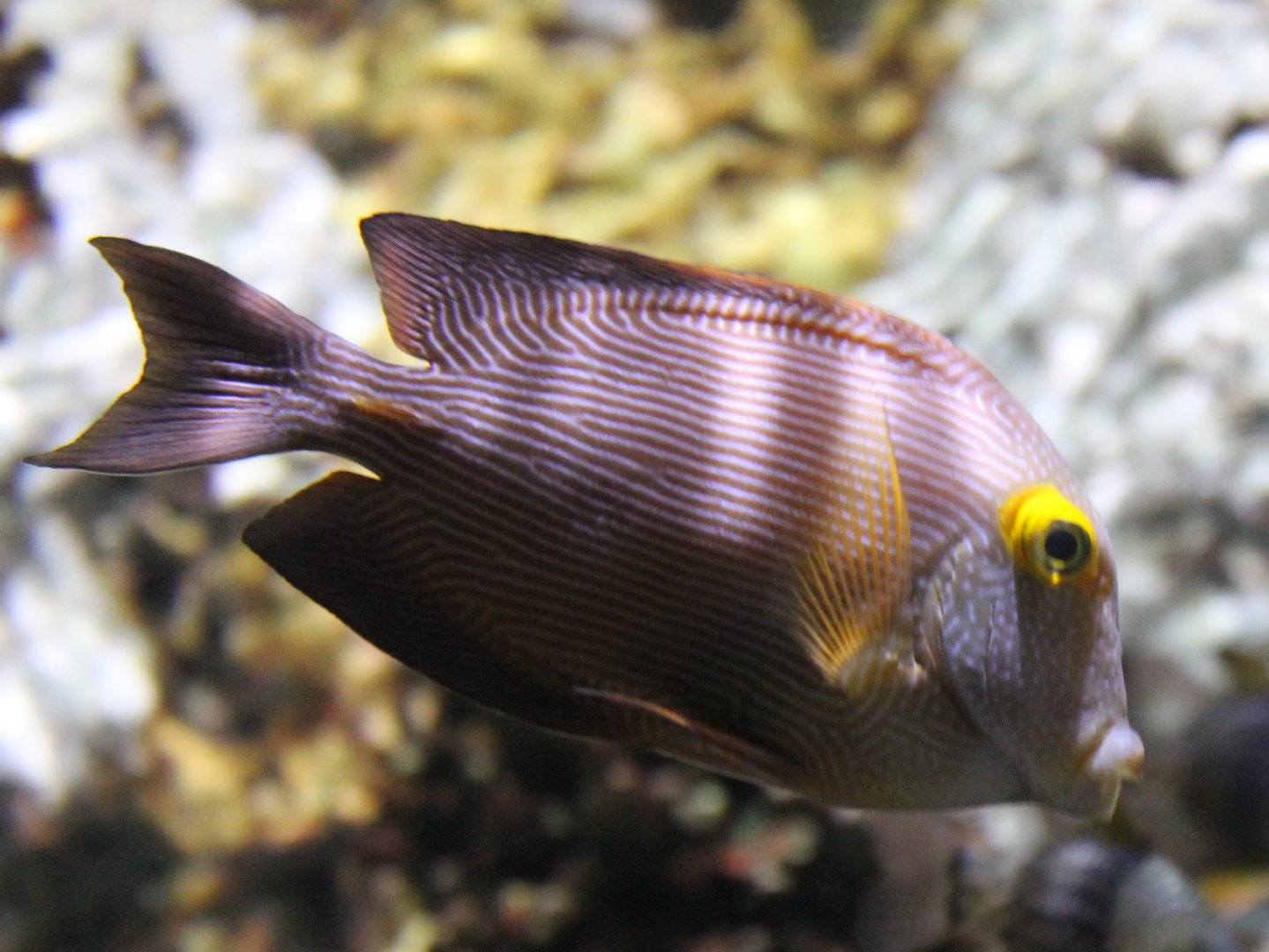 Goldring Bristletooth (Ctenochaetus strigosus)