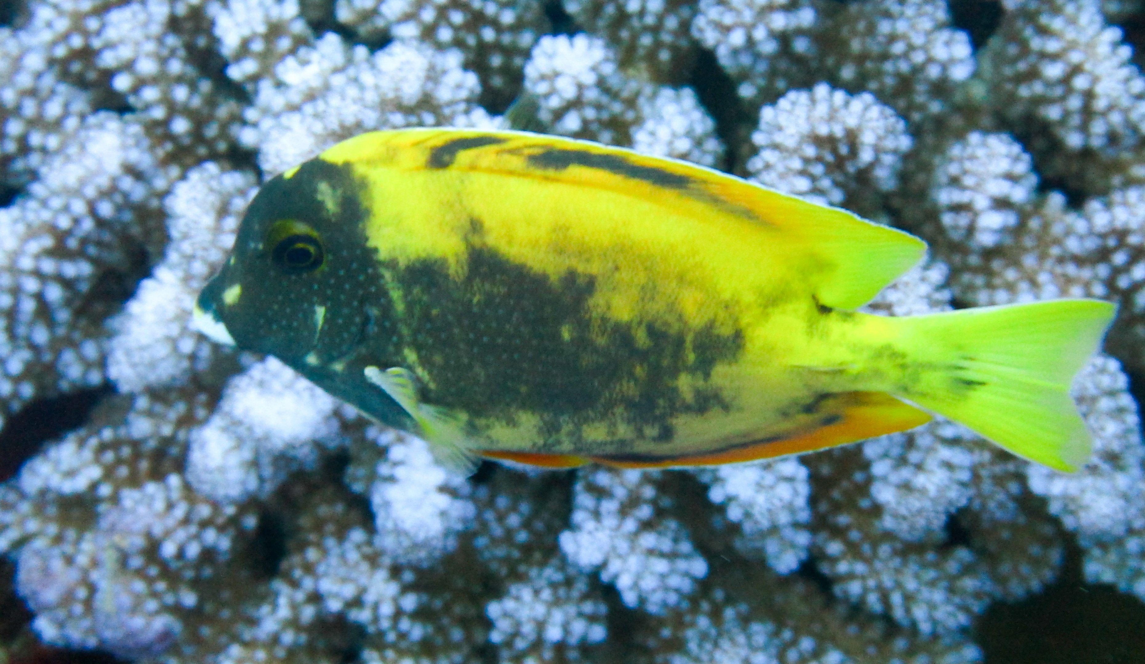 Goldring Bristletooth - transition between juvenile and adult colouration