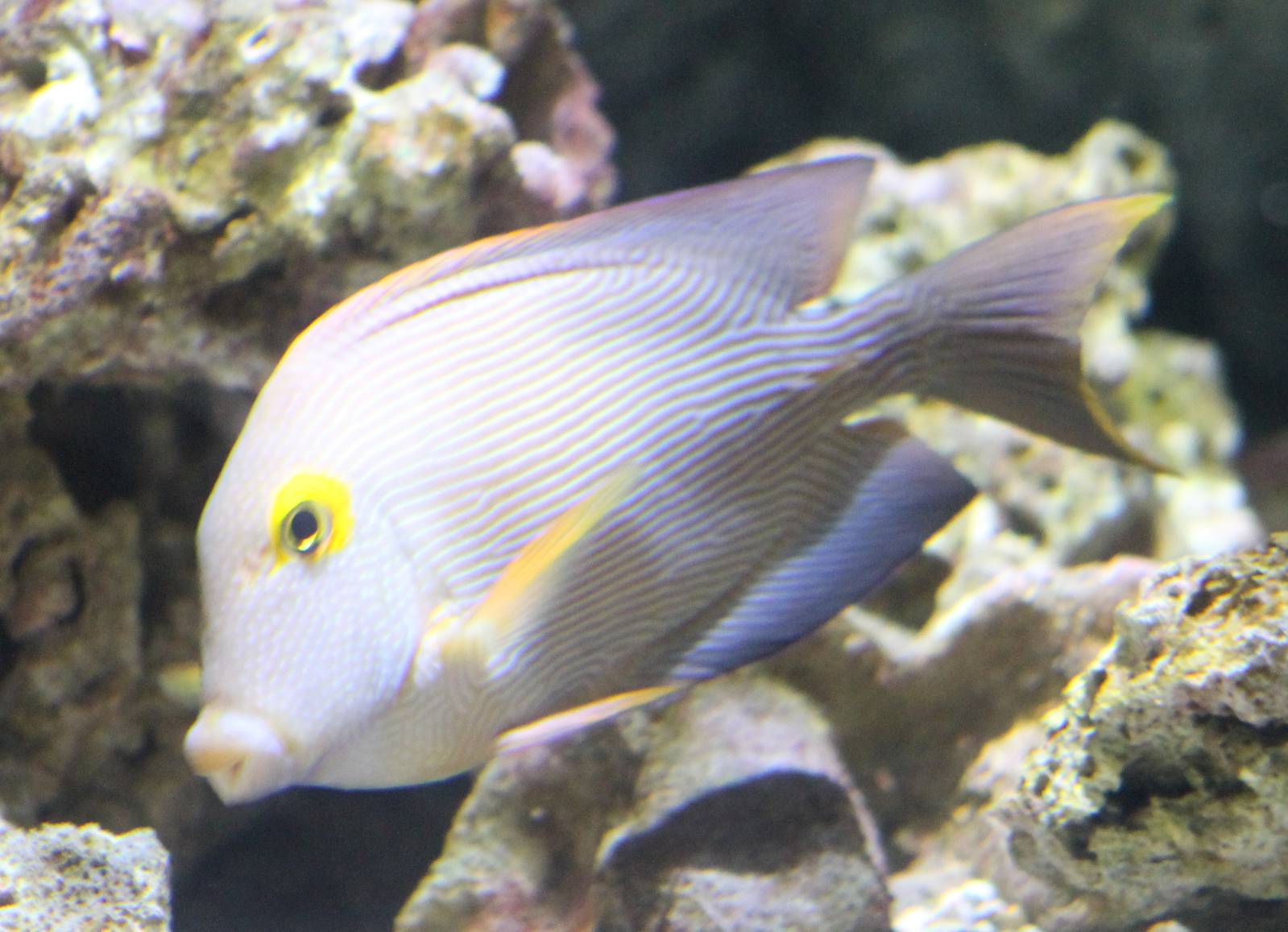 Goldring bristletooth