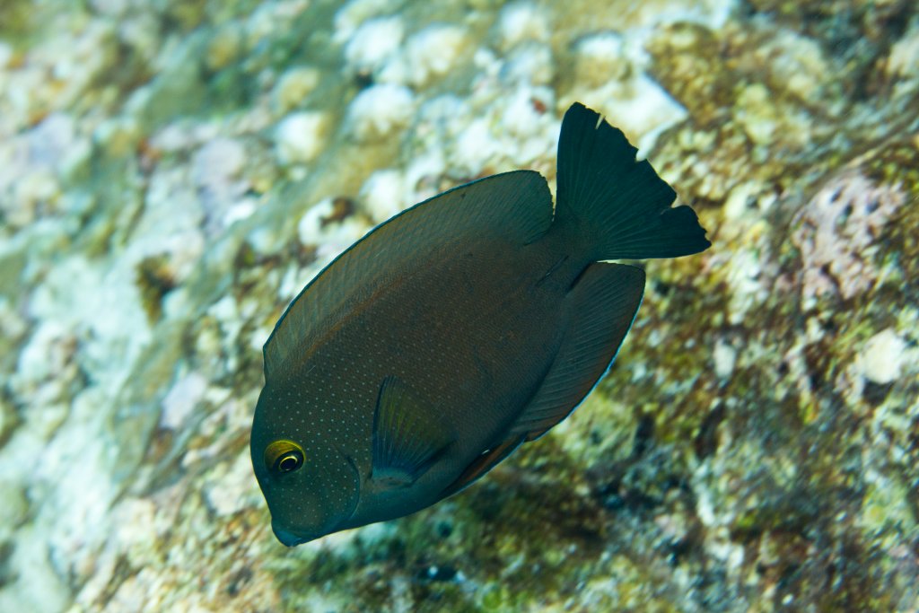 Goldring Bristletooth