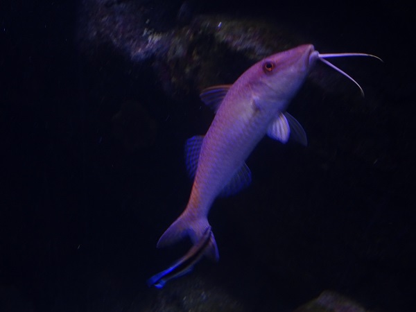 Goldsaddle goatfish (Parupeneus cyclostomus) and cleaner wrasse