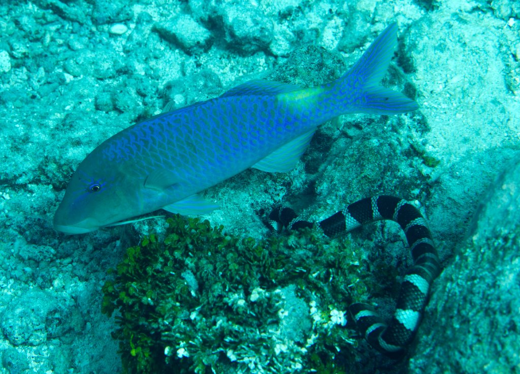 Goldsaddle Goatfish (Parupeneus cyclostomus)
