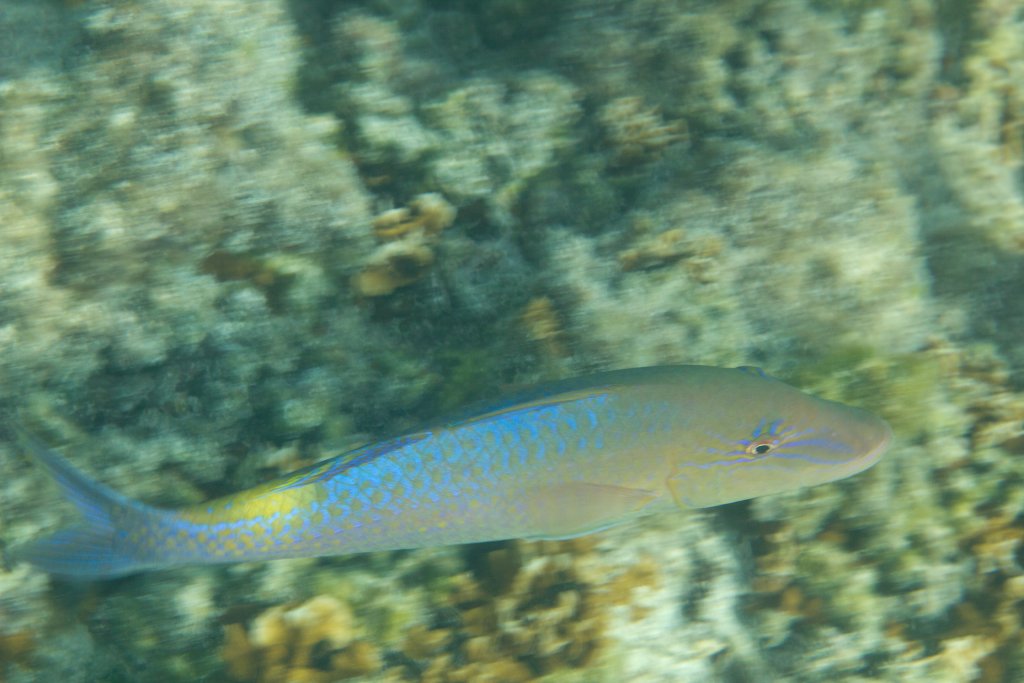 Goldsaddle Goatfish (Parupeneus cyclostomus)