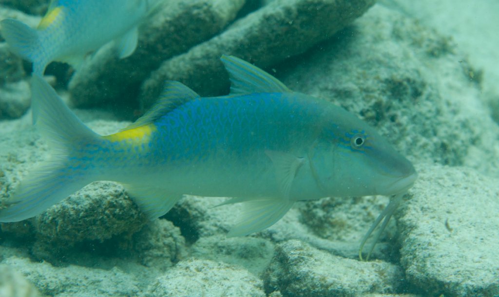 Goldsaddle Goatfish (Parupeneus cyclostomus)