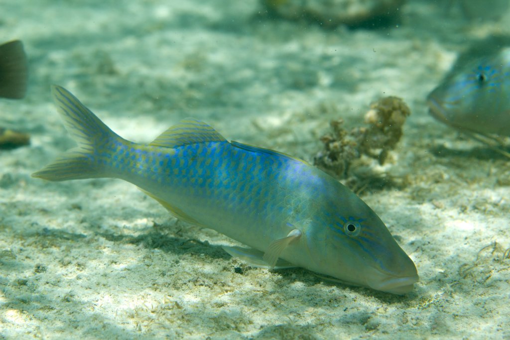 Goldsaddle Goatfish (Parupeneus cyclostomus)