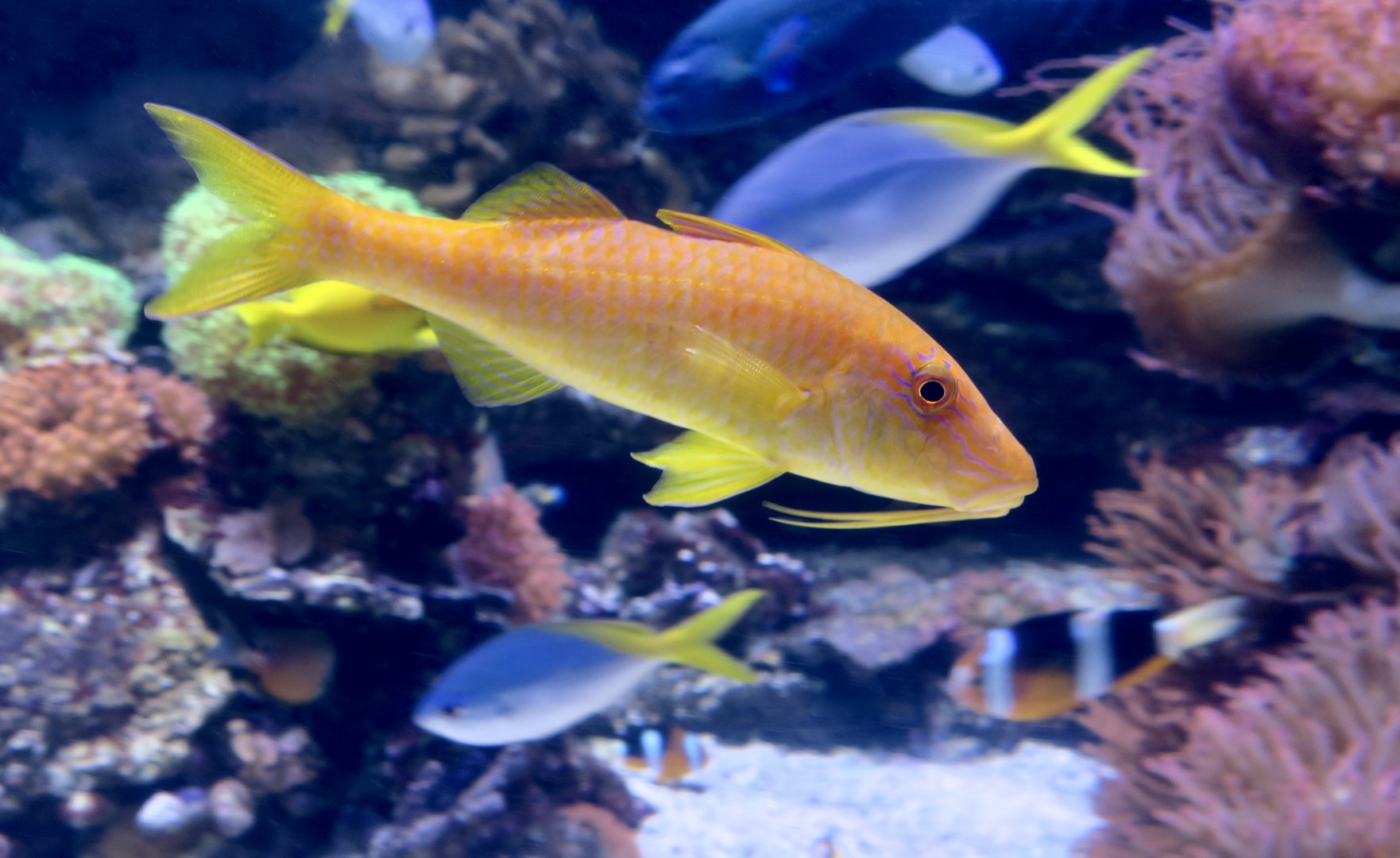 Goldsaddle Goatfish (Parupeneus cyclostomus)