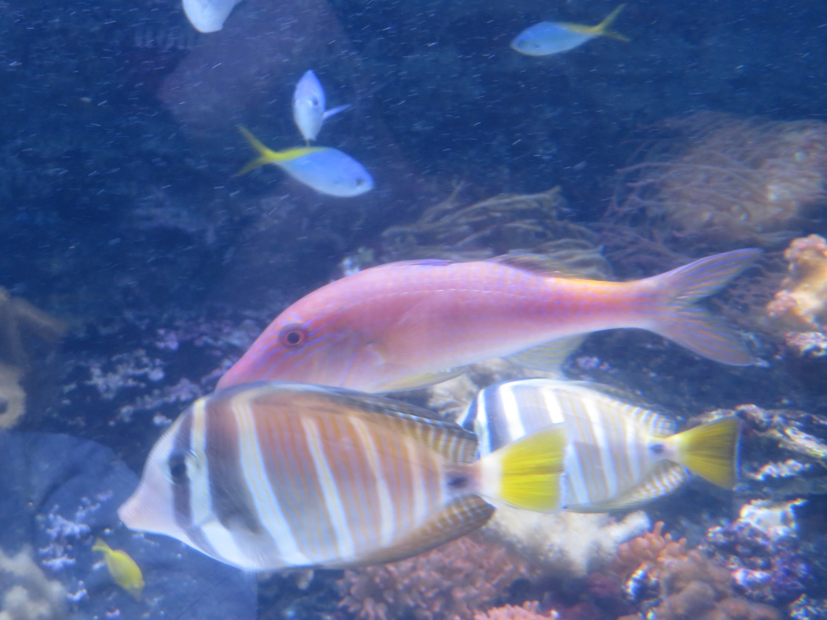 Goldsaddle Goatfish (w/ Sailfin Tangs)