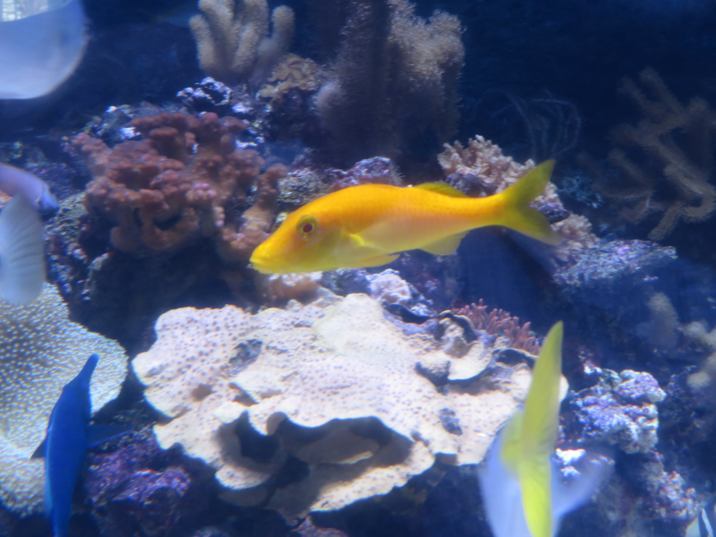 Goldsaddle Goatfish