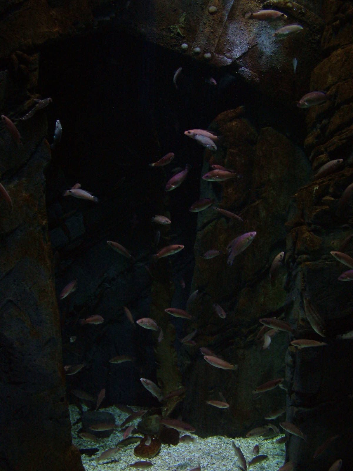 Goldsinny and Corkwing Wrasse at Blue Reef Bristol 19/12/09