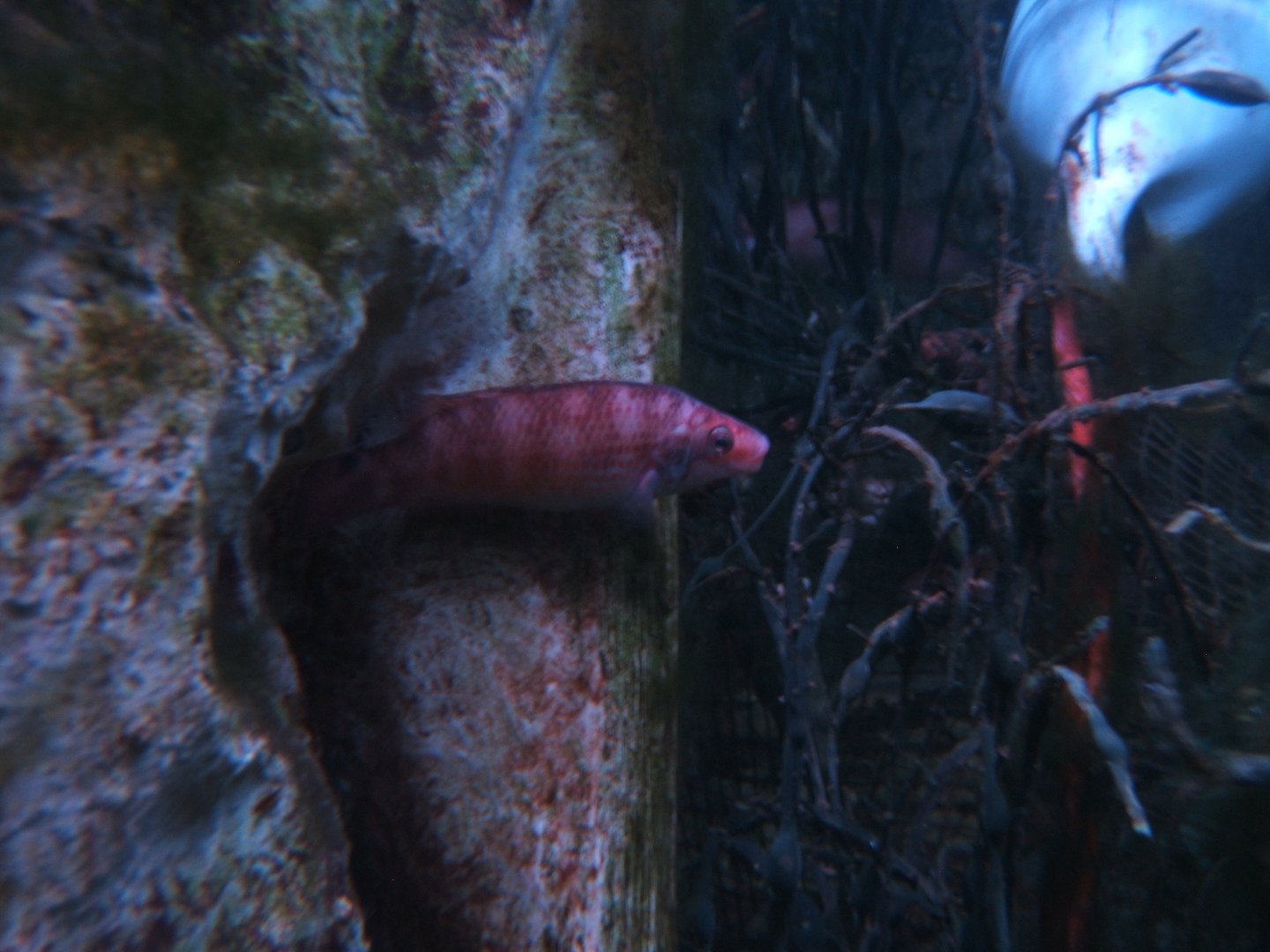 Goldsinny Wrasse (Ctenolabrus rupestris)