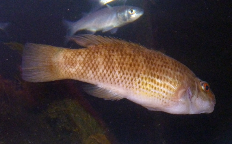 Goldsinny wrasse (Ctenolabrus rupestris)