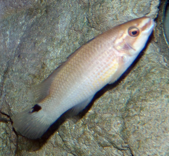 Goldsinny wrasse (Ctenolabrus rupestris)