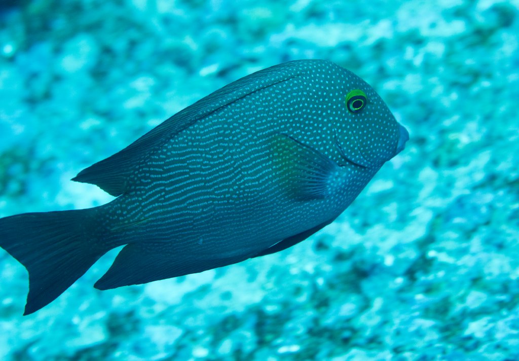 Goldspot Bristletooth