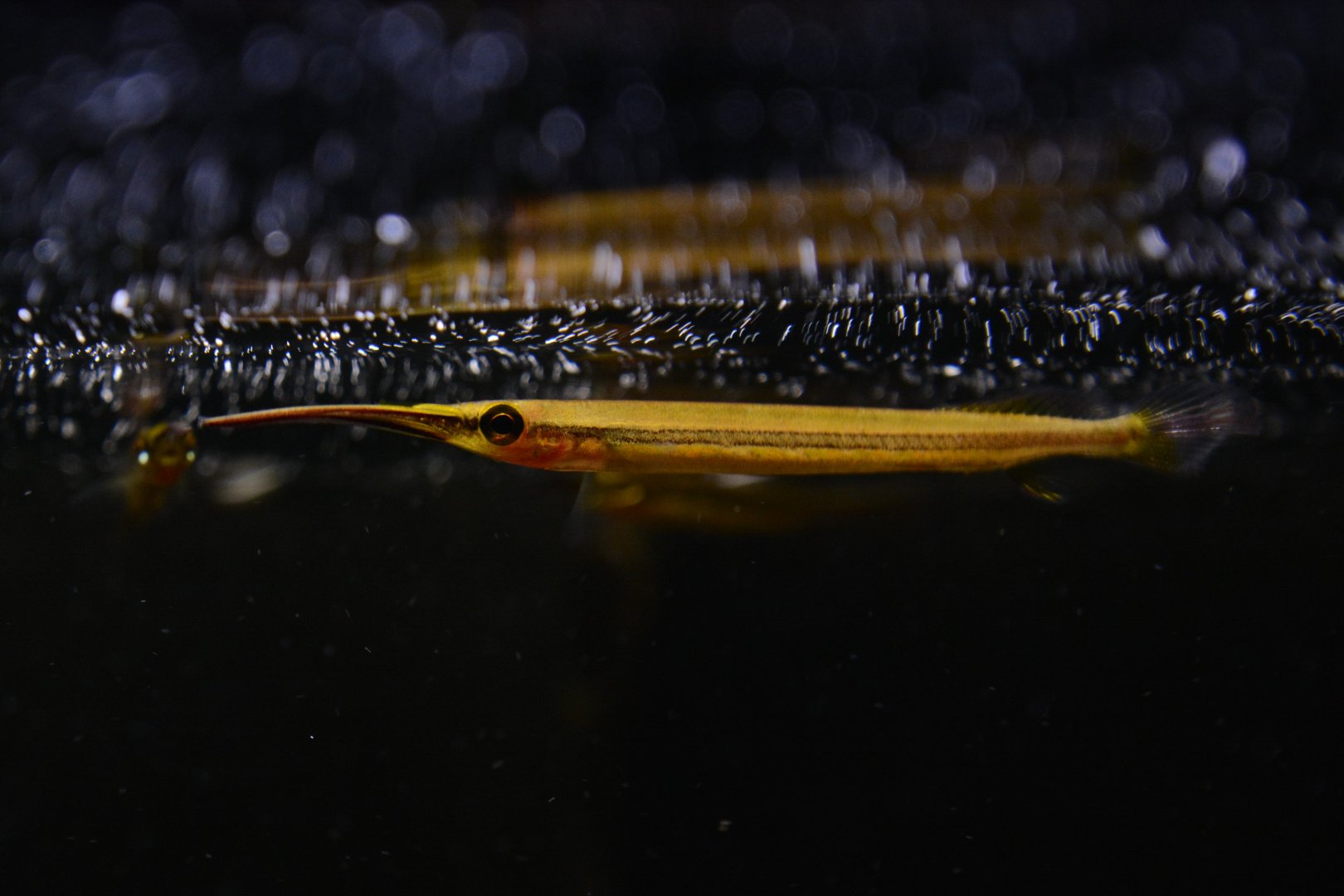 Goldspot halfbeak (Hemirhamphodon chrysopunctatus)