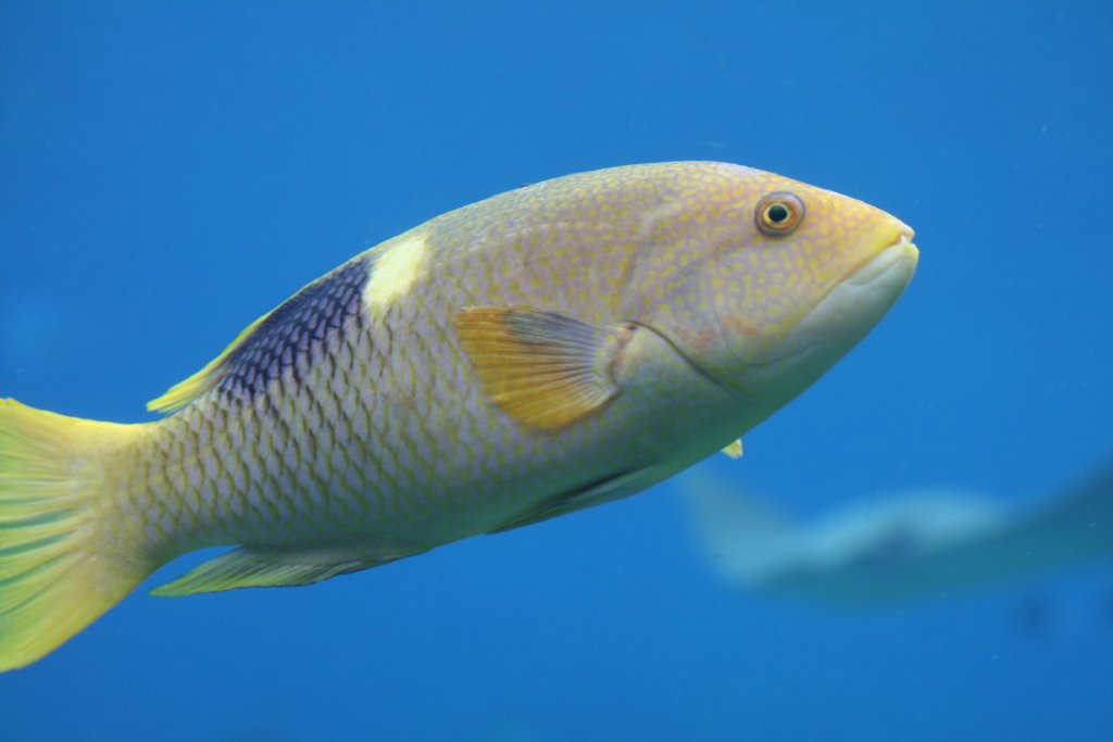 Goldspot Hogfish (subadult)