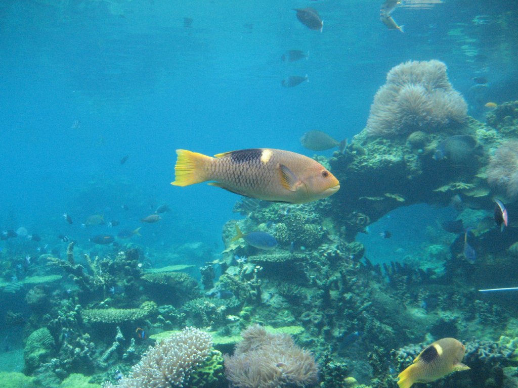 Goldspot Hogfish (subadult)