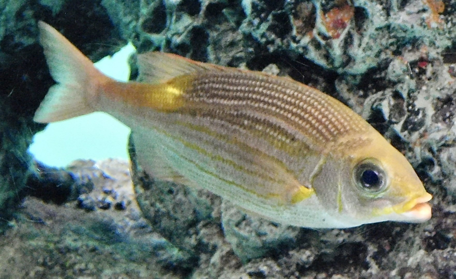 Goldspot Seabream (Gnathodentex aureolineatus) November 8, 2025